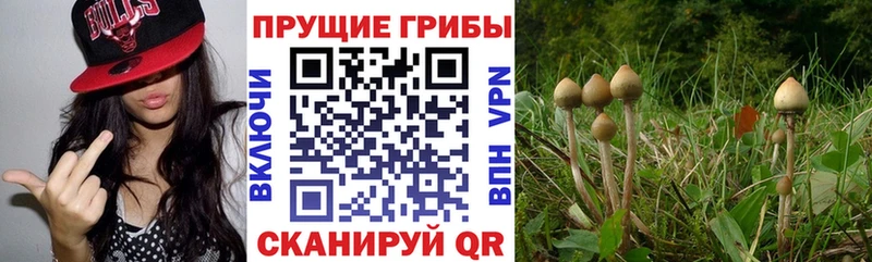 цена   Тутаев  KRAKEN онион  Галлюциногенные грибы прущие грибы 